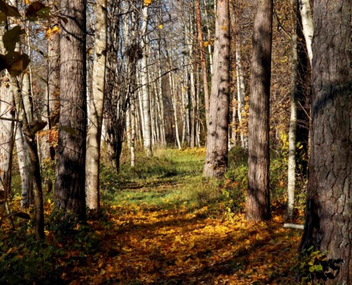 ruunawere metsarada